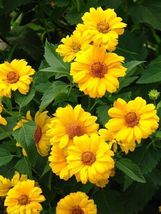 50 Seeds Summer Sun Sundrops Yellow Heliopsis Scabra False Sunflower Flower - £13.55 GBP