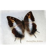 RARE Charaxes Cacuthis Female Butterfly Framed Entomology Collectible Shadowbox - $78.99