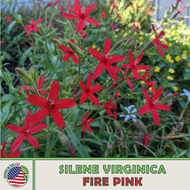 LWSTORE 25 Fire Pink Seeds Silene Virginica Scarlet Catchfly Hummingbird Attract - £6.67 GBP