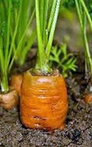 Carrots, Danvers 126, Heirloom, Organicly Grown 25 Seeds - £2.31 GBP