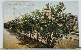 TX A Row of Oleanders Galveston Postcard J15 - £6.39 GBP