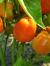 Mini Bell Yellow Pepper - 5+ seeds - SWEET LITTLE! Ca 009 - $72.48 MXN