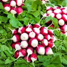 Radish Sparkler HEIRLOOM 100+ Seeds 100% Organic Non GMO Grown In USA - $3.59