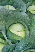 US Seller 600 Cabbage Seeds All Seasons Fresh Fast Shipping - $10.48