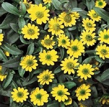 Creeping Zinnia Seeds Sanvitalia Procumbens 200 Flower Seedsgarden Beautiful USA - $26.75