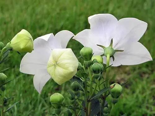 Platycodon Grandiflorus White Balloon Flower Chinese Bellflower 10 Seeds... - $20.08