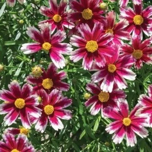 Sun Coreopsis Candy Stripes Lil Bang Tickseed 2.5 Inch Pot  - £21.83 GBP