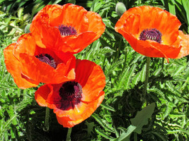 HS  200+ Oriental Prince Of Orange Poppy Seeds For Garden - USA  - £5.16 GBP