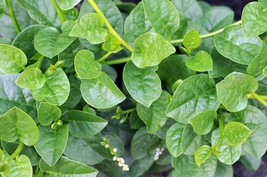Basella alba -20 seeds Indian Malabar Spinach  - £3.94 GBP