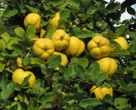 Cydonia Oblonga Quince Tree Seeds Grown In Usa Gardening - £14.26 GBP