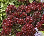 Dianthus Barbatus Sweet William Black Adder 200 Seeds - $5.99
