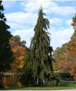 Weeping Temple Juniper Spruce Tree Seeds - $12.34 CAD