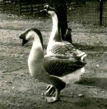 Geese in Salt Lake City Park 1930&#39;s Original Stereoview  - £27.69 GBP