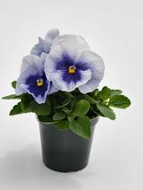 100 Pansy Seeds Pansy Inspire Plus Metallic Blue FLOWER SEEDS - Outdoor Living - £33.81 GBP