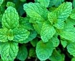 Beautiful Peppermint Mint Seeds Non-Gmo 100 Seeds Fast Shipping - $7.99