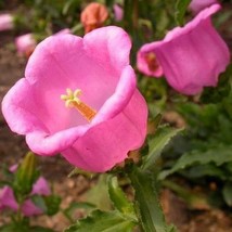 Canterbury Bells Pink Flower Seeds Campanula Medium Pink 200 Seeds Fresh... - $15.98