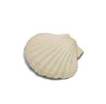 Natural Sea shell Fridge Magnet For Kitchen Large 4.5in White Refrigerat... - $29.42