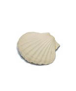 Natural Sea shell Fridge Magnet For Kitchen Large 4.5in White Refrigerat... - £23.51 GBP