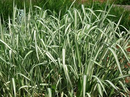 1000 Variegated Ribbon Grass Reed Canary Phalaris Arundinacea Pink Flowe... - $285.31 MXN
