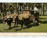 Ox Cart Hauling Coconuts to Warehouse Postcard Republic of Costa Rica by... - $17.82
