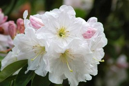 GUNEL 50 Fortune Rhododendron Fortunei Shrub Rose Pink Mauve White Flower Seeds - £13.26 GBP