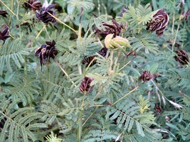 Illinois Bundleflower Fern Like Foliage Unusual Seedpod 170 Seeds Garden... - $8.48