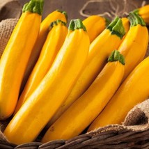 Golden Zucchini Seeds Gardening USA SHIPPING - $6.80