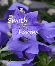 AD 25 Seeds Purple Balloon Flower Platycodon Grandiflorus Home Garden - $13.26