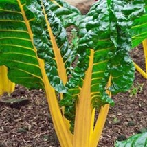 250 Swiss Chard Seeds Yellow Us Grown Seed Fresh Seeds Fast Shipping - £11.11 GBP