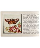Ultronia Under Wing Moth 1934 Butterflies Of America Antique Insect Art ... - $19.99