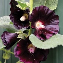 Best 25 Seeds Black Hollyhock Flowers Garden - £3.84 GBP