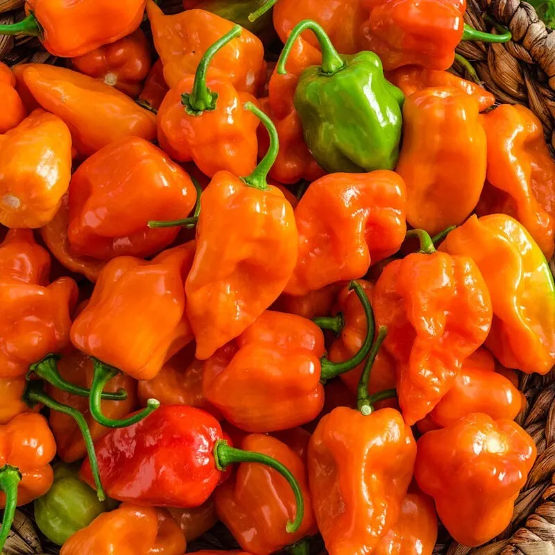 SYST 20 Seeds Caribbean Scotch Bonnet Orange Premium Pepper - £7.33 GBP