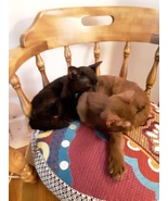Pet Friendly Home Shared With 2 Cats. Notice &amp; A Smile Only Not For Sale... - £0.00 GBP