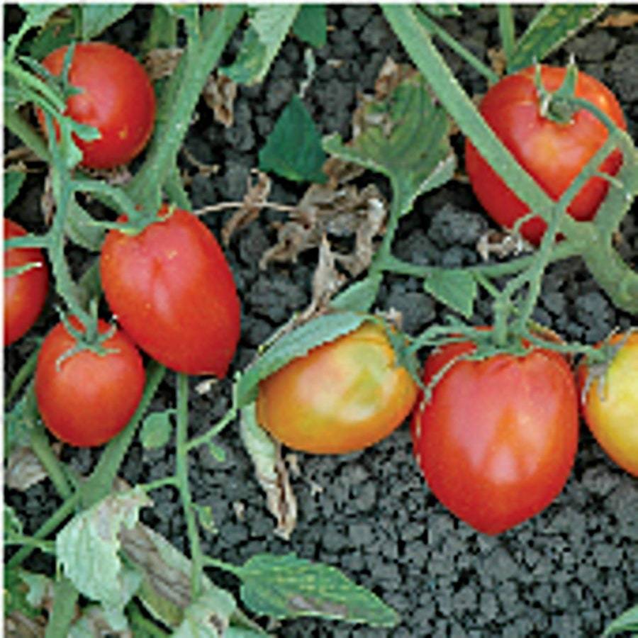 Mely Tomato Seeds Fresh Gardening USA SELLER - $8.59