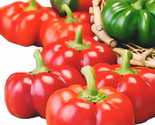 Pimento Pepper Seeds  Mild 25 Seeds Fast Shipping - $8.99
