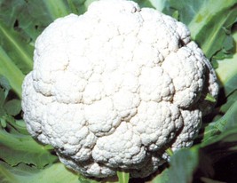 HeirloomSupplySuccess 100 Heirloom Cauliflower Snowball Seeds - £1.58 GBP