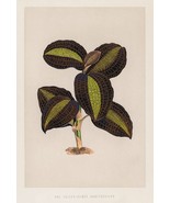 13233.Decor Poster.Home wall.Room vintage art design.Anoectochilus plant - $23.47 CAD+