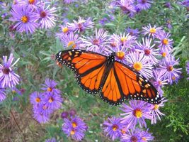 200 Seeds NEW ENGLAND ASTER American Native Wildflower Fall Blooms Perennial - £13.23 GBP