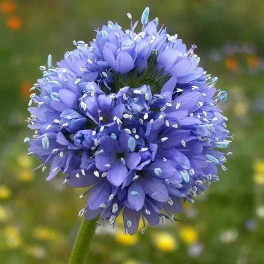 500 Seeds GLOBE GILIA Annual Light Blue Flowers r Sun or Shade Non-GMO  - £7.86 GBP