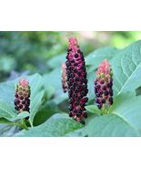 Phytolacca acinosa SEEDS Indian pokeweed - $135.37 MXN - $387.24 MXN
