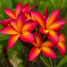 Orange Red Plumeria Seeds: Fragrant Hawaiian Flowers - $13.95
