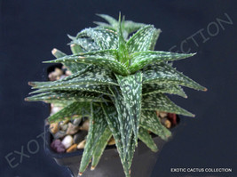 ALOE DESCOINGSII @j@ agave healing medicinal succulent rare plant seed 10 SEEDS - £7.18 GBP