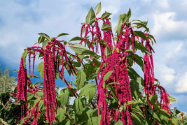 500 Love Lies Bleeding Amaranthus Caudatus Kiss Me Over The Gate Seed Fa... - $234.63 MXN