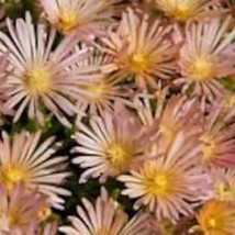 New Fresh Seeds 50 Apricot Shimmer Ice Plant Flower Seeds Perennial - $27.28