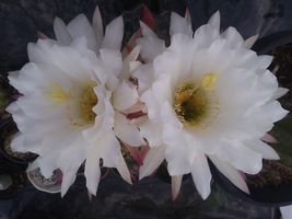 1 Bare Root Specimen, White Flower Argentine Giant Echinopsis candicans Cactus - £46.93 GBP