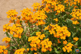 Orange Siberian Wallflower Cheiranthus Allionii Seeds 500 Seeds Fresh Ga... - £11.72 GBP