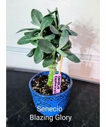 MBK Senecio Blazing Glory Bulk Seeds - €52,81 EUR