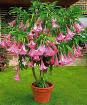 FREE SHIPPING 15 seeds Pink Trumpet Tree {Tabebula rosea} Pre-Stratified - £10.37 GBP