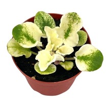 Harmony&#39;s Variegated African Violet, 4 inch pot, White Leaves, Saintpaulia,  - £11.96 GBP