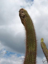 Coleocephalocereus Goebelianus Cactus Seed 10 Seeds Fresh Garden - $305.63 MXN